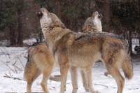 /album/secret-singing-wolves/images-5555555-kopie-2-jpg/